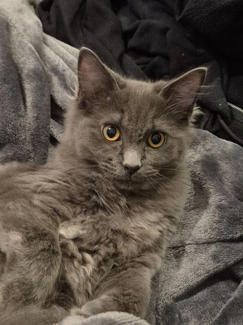 Female Cat grey and bit of white