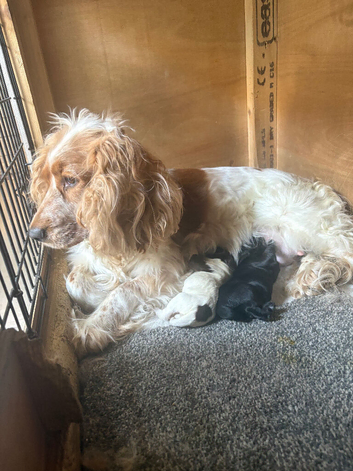 Lovely cocker spaniel puppies