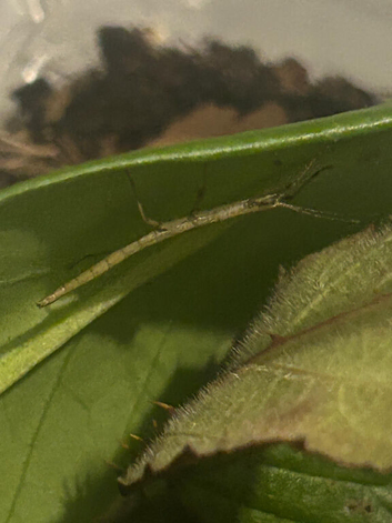 Indian stick Insects nymph & eggs