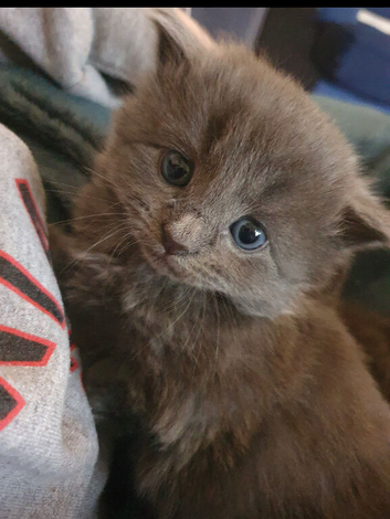 Extra fluffy kittens