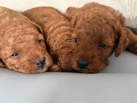 Toy poodle
