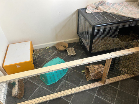Guinea pigs for loving home