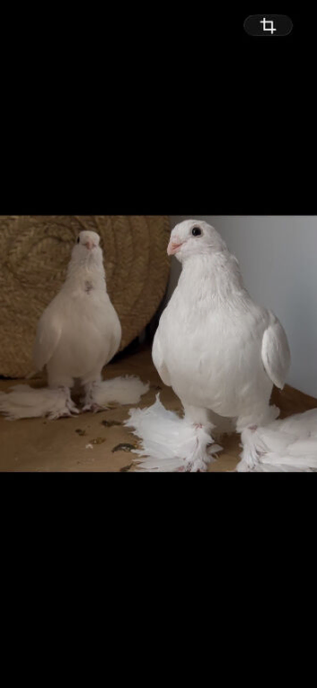 North Kavkaz Pigeon, Armaveri and Turkish