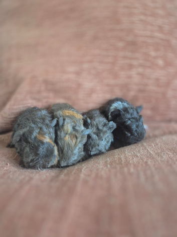 Lunkarya x Abyssinian guinea pigs