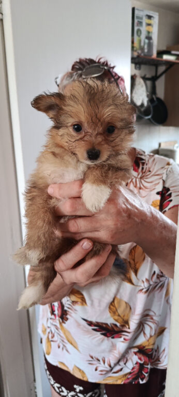 Chinese Crested Powder Puff &times; Pomeranian Puppies &ndash; 10 Weeks | 4 Boys & 1 Girl | &pound;400
