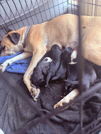 Mixed breed pups