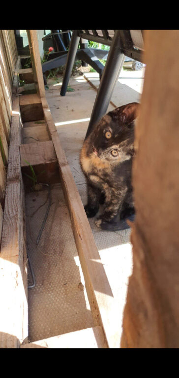 Kittens ready now