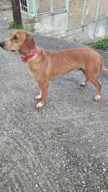 Two missing dogs lost on The Velvet trail one is vulnerable