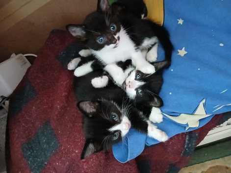 5 beautiful kittens for sale 4 girls 2 boys