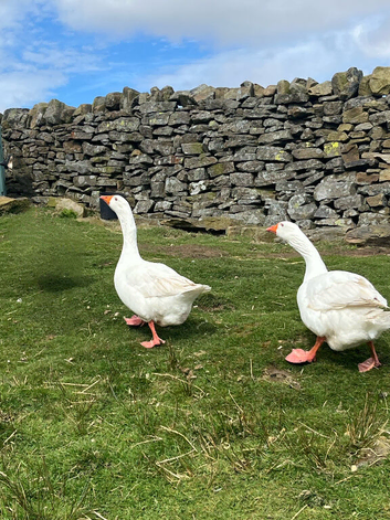 2 Embdens geese (breeding pair)
