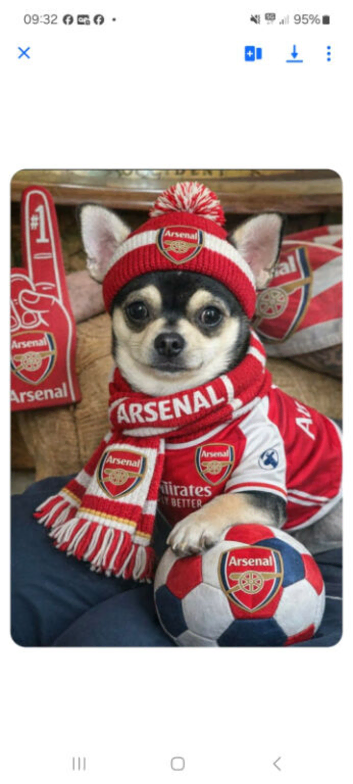 Small chihuahua
