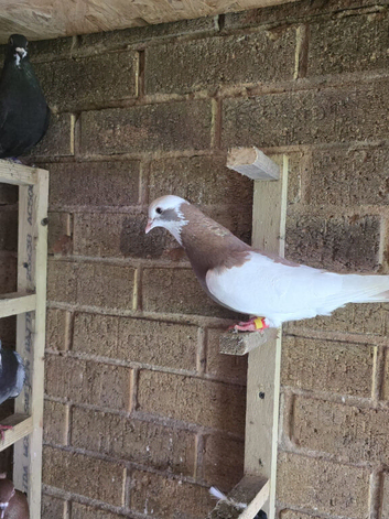 25 pigeons together &pound;200