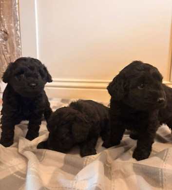 F1b cockapoos