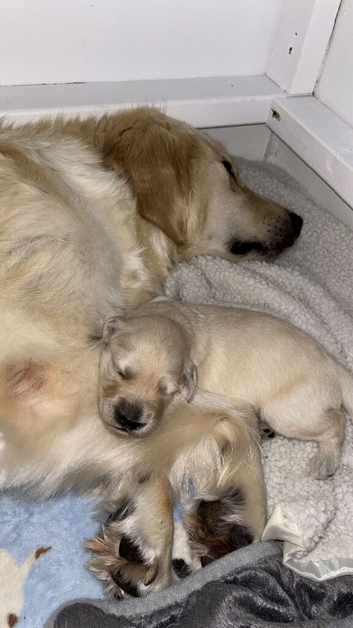 Golden doodles for sale
