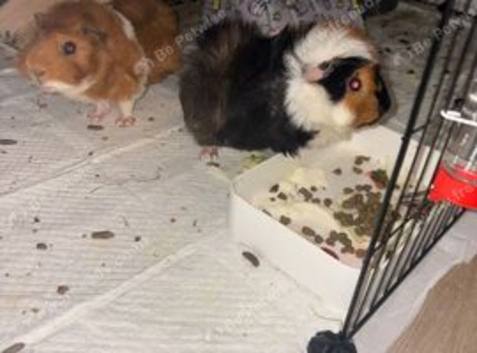 2 guinea pigs males around 1 1/2- 2years old