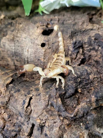 Israeli Gold Desert Scorpion (Scorpio Maurus) at Birmingham Reptiles
