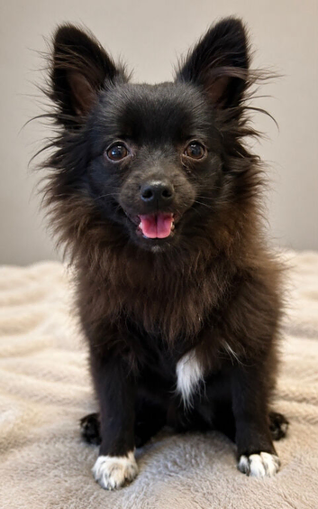 **SALE PENDING** Gorgeous Little Pom-Chi-Mix Girl Puppy 6 months
