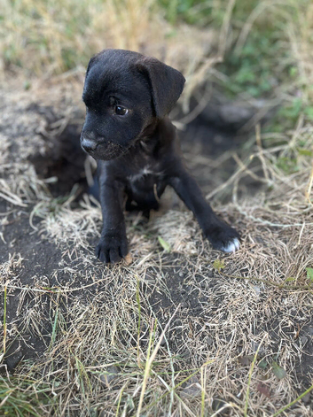 9 week old male patterdale now found a forever home