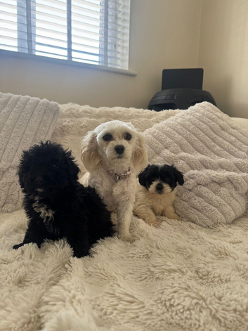 Two adorable Maltipoo puppies for new homes