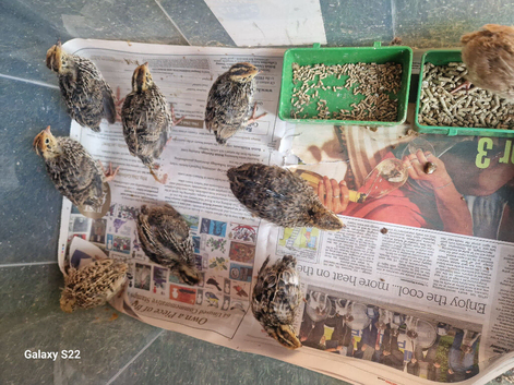 Quails