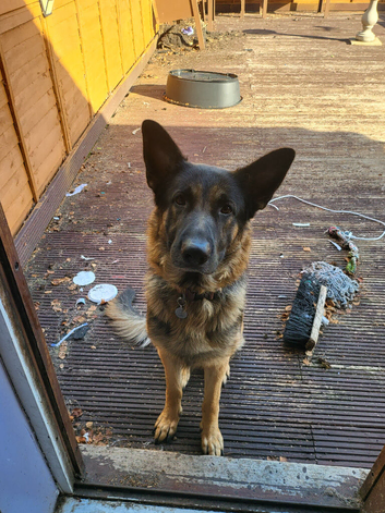 German Sheperd For Sale