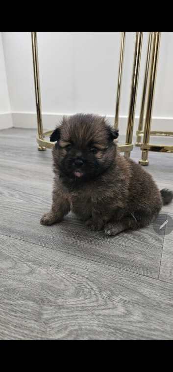Pomeranian puppies