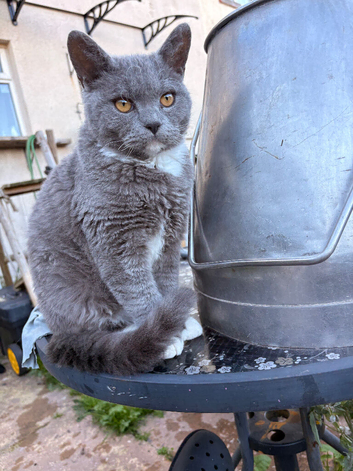 Beautiful thick coat cat