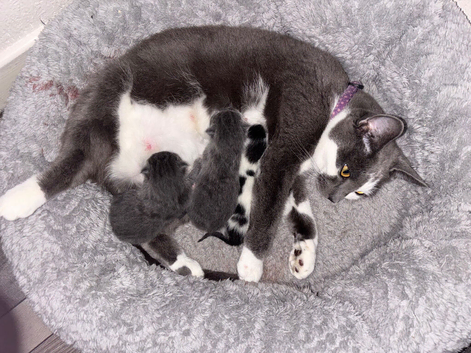 Bsh mix kittens