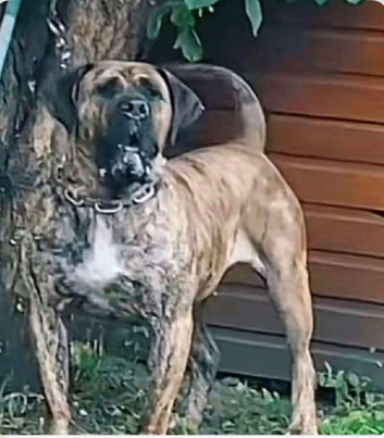 Chunky Presa Canario Puppies for sale