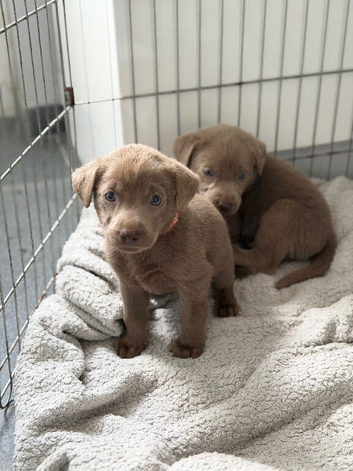 3 left Stunning Silver Labrador Pups