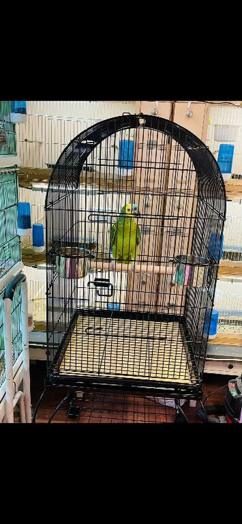Male blue front Amazon