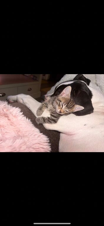 Kittens