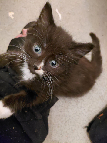 Lovely friendly kittens ready