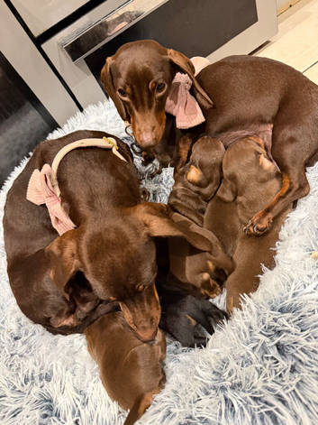 Chocolate and tan female
