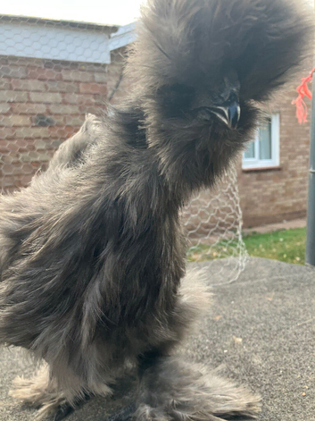 Sexed silkie females