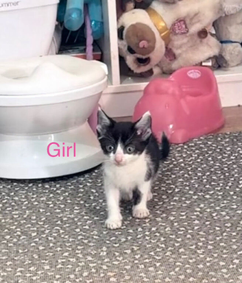 1 female kitten left