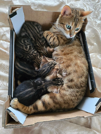 Mixed bengal club
