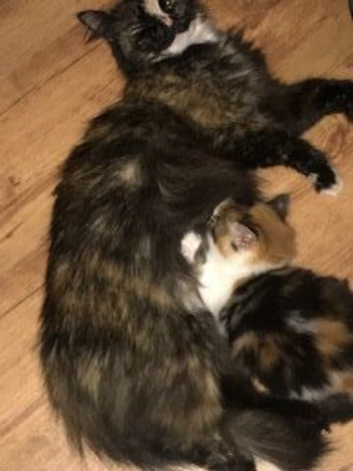 Stunning Kittens ready to find new home