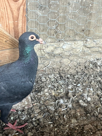 Pair of Syrian young pigeons