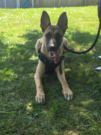 Belgium malinois