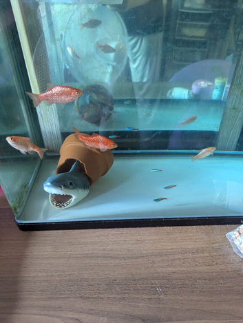 Tank with Rosy barbs, neon tetras, rainbow albino shark