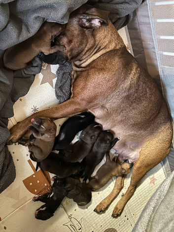 8 puppies for sale mixed breed