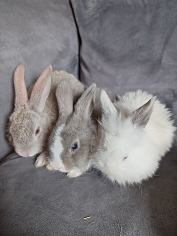 8wk old lop x lionhead bucks