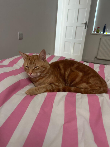 Cat for sale