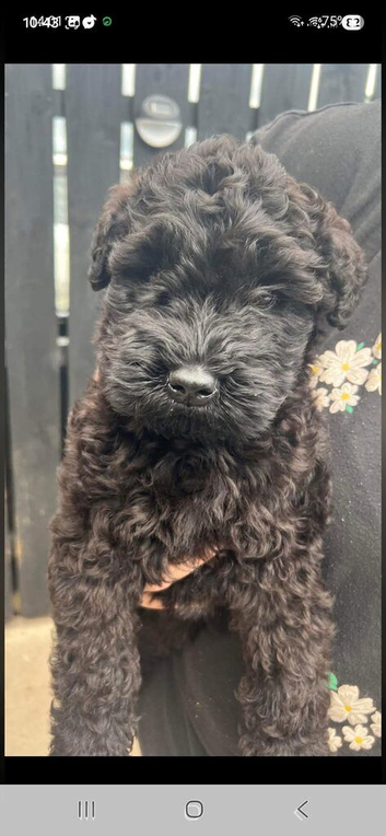 Full pedigree kerryblue terrier pups ikc reg