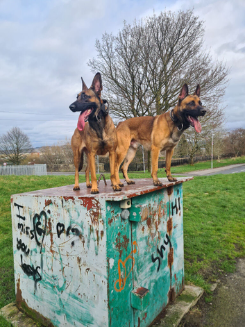 Belgian malinois x german shepherd