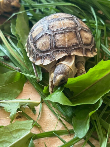 Strong healthy Sulcata hatchlings