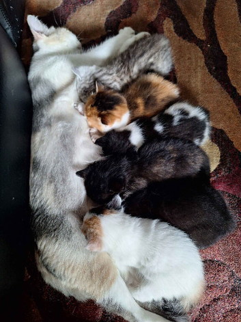 3 Girl & 3 Boy Kittens (6 total)