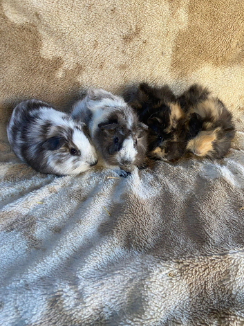Two Pairs of Baby Male Guinea Pigs