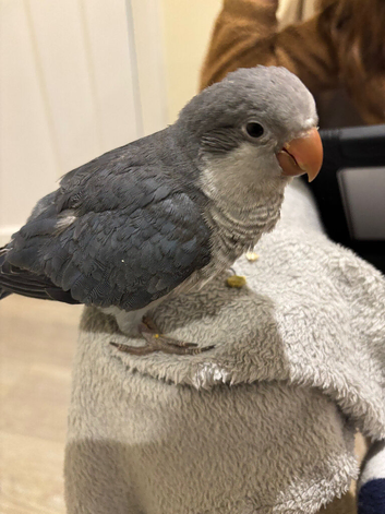 Hand reared Quaker baby